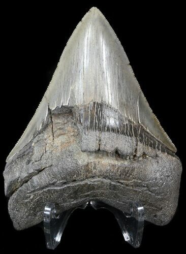 Bargain, Serrated Megalodon Tooth - South Carolina #42242